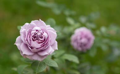Blue rose 'Novalis' of lavender color, two rose flowers in full bloom in a garden