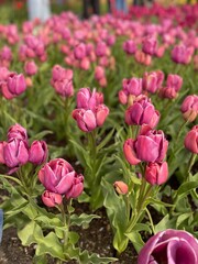 Tulpenfeld mit rosa Tulpen