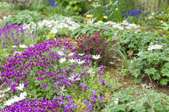 Garden flowers aubrieta and anemone blanda in flower bed, UK