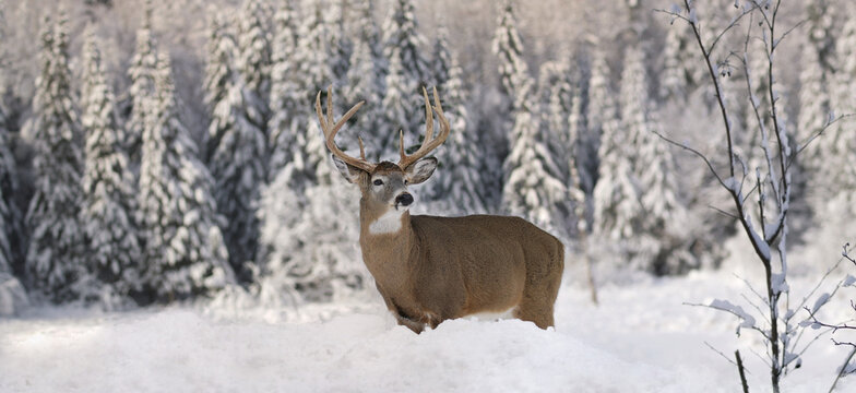 Big Buck Deer In Forest During Winter