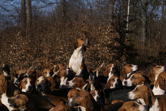 Meute chiens de chasse Saint Hubert