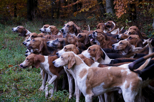 Meute Saint Hubert  chasse &agrave; courre