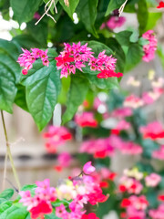 pink and white flowers
