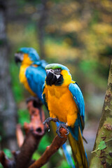 general and detail view portrait of parrot in the forest