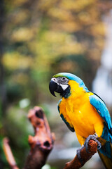 general and detail view portrait of parrot in the forest