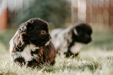 Cute puppy in the grass in the garden