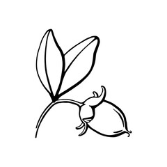 Hand drawn jojoba nut with leaves black and white outline vector drawing
