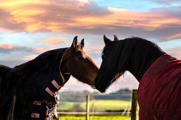 horses at  sunset  greeting each  other 