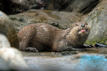 Fototapeta premium otter on the rock