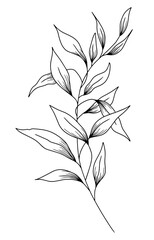 Engraved style tree branch with leaves. Hand drawn decorative element. - Vector illustration