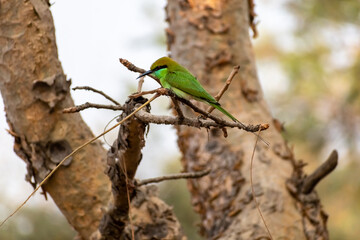 An Asian Green Bee Eater aka Merops orientalis perched on the branch of a tree.
