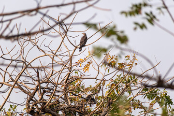 A White eyed Buzzard perched on the branch of a tree in the Gir National Park in Gujarat, India.