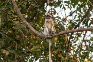 A Grey Langur aka Semnopithecus dussumieri sitting on the branch of a tree in Gir National Park in Gujarat, India.
