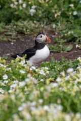 Atlantic puffin sitting amongst the grass/flowers on Inner Farne, part of the Farne Islands nature reserve off the coast of Northumberland, UK