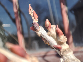 Spring bud on branch of wisteria flower. Japanese wisteria bud. Macro photo of wisteria flower bud
