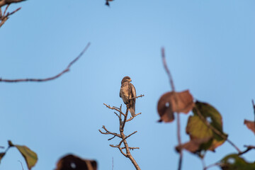 A White eyed Buzzard perched on the dry branch of a tree in the Gir National Park in Gujarat, India.