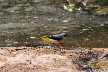 A Grey Wagtail beside a river at the Gir National Park in Gujarat, India.