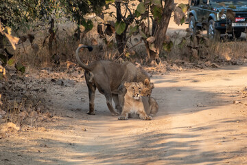 Two Asiatic lions resting on the forest floor at the Gir National Park in Gujarat.