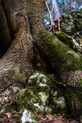 Oak tree covered in moss next to limestone rock