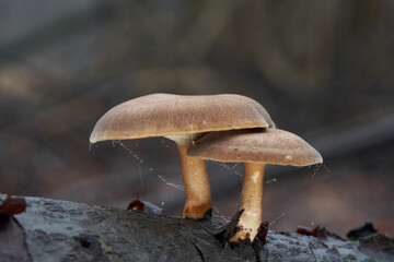 Inedible mushroom Lentinus brumalis on the  wood. Known as Winter polypore. Wild brown mushrooms in...