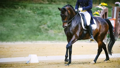 Foto op Canvas Horse Dressage horse with rider in a difficult test at a trot, arranged on the right of the image with space for text on the left in landscape format.. © RD-Fotografie