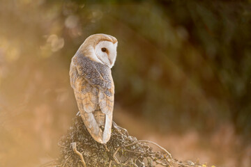 European Barn Owl (Tyto Alba) in long grass with nice backlighting. Nocturnal night hunting white owl