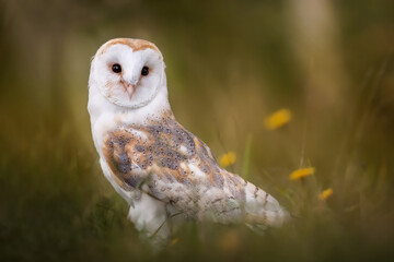 European Barn Owl (Tyto Alba) in long grass with nice backlighting. Nocturnal night hunting white...