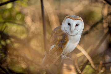 European Barn Owl (Tyto Alba) in long grass with nice backlighting. Nocturnal night hunting white...