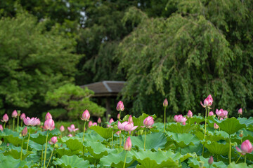 公園の水面全体に咲く鮮やかなピンクの蓮の花