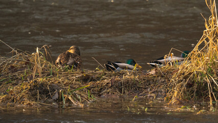 Eine kleine Gruppe Enten in der Mulde (einem Fluss in Sachsen), in der morgendlichen Sonne