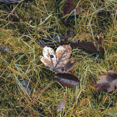 Ein Blatt im morgendlichen Tau auf einem sehr moosig weichen Waldboden