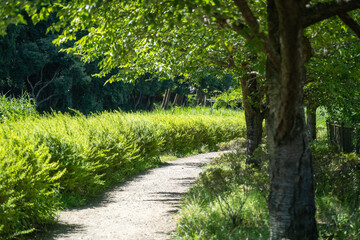 Fototapeta na wymiar 夏の強い日差しに影を作る公園の木と遊歩道