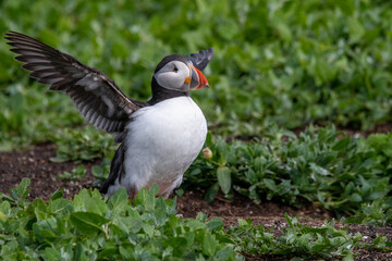 Adult Atlantic puffin displaying its wingspan by stretching its wings. On Inner Farne, part of the Farne Islands nature reserve off the coast of Northumberland, UK