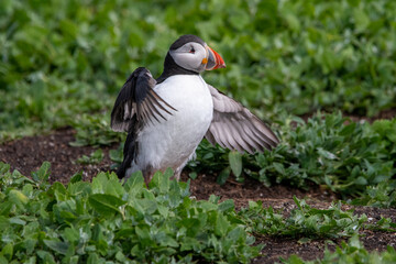 Adult Atlantic puffin displaying its wingspan by stretching its wings. On Inner Farne, part of the Farne Islands nature reserve off the coast of Northumberland, UK