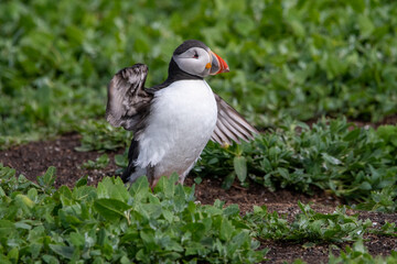 Adult Atlantic puffin displaying its wingspan by stretching its wings. On Inner Farne, part of the Farne Islands nature reserve off the coast of Northumberland, UK