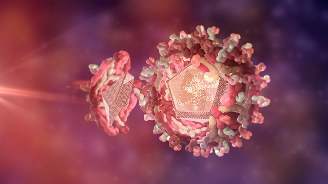 West Nile virus structure, illustration