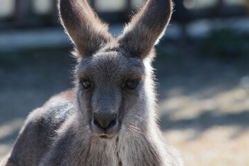 カンガルー