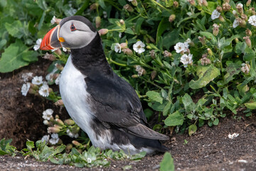 Close up portrait of an adult Atlantic puffin sitting amongst the grass/flowers on Inner Farne, part of the Farne Islands nature reserve off the coast of Northumberland, UK