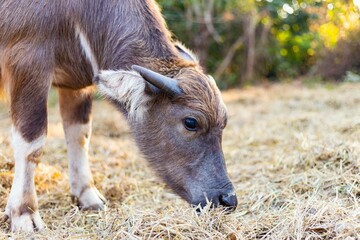 portrait of a cow in a field