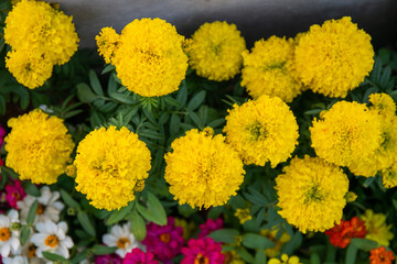 yellow blossoms  close-up plants background