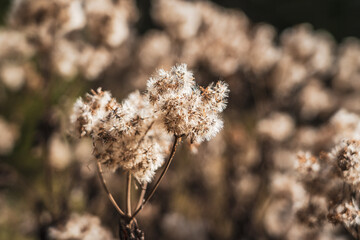 Alpine Vegetation close up