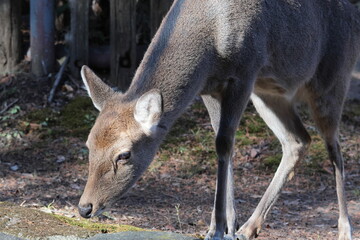 ホンシュウジカ
