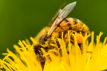 Honey bee covered with yellow pollen collecting nectar from dandelion flower. Important for...
