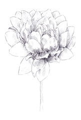 Hand drawn isolated single dahlia
