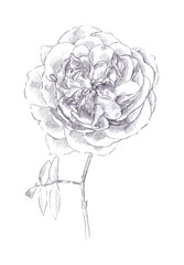 Hand drawn isolated single stem rose 