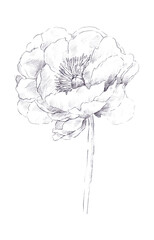 Hand drawn isolated magnolia peony flower