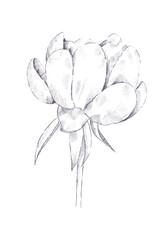 Hand drawn isolated magnolia peony flower