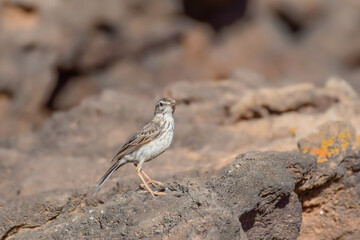 Berthelot's pipit on the rocks in Fuerteventura, Canary Islands, Spain