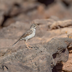 Berthelot's pipit on the rocks in Fuerteventura, Canary Islands, Spain