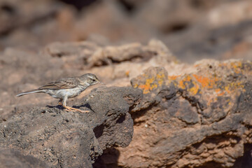 Berthelot's pipit on the rocks in Fuerteventura, Canary Islands, Spain